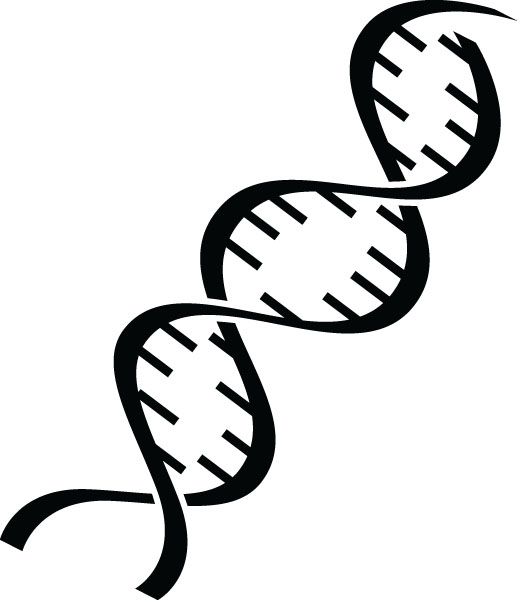 517x600 Medical Double Helix Dna Clip Art For Custom Products