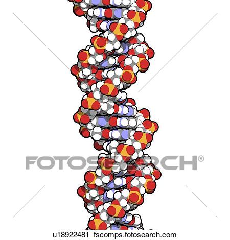 450x470 Clipart Of Dna, Molecular Model U18922481