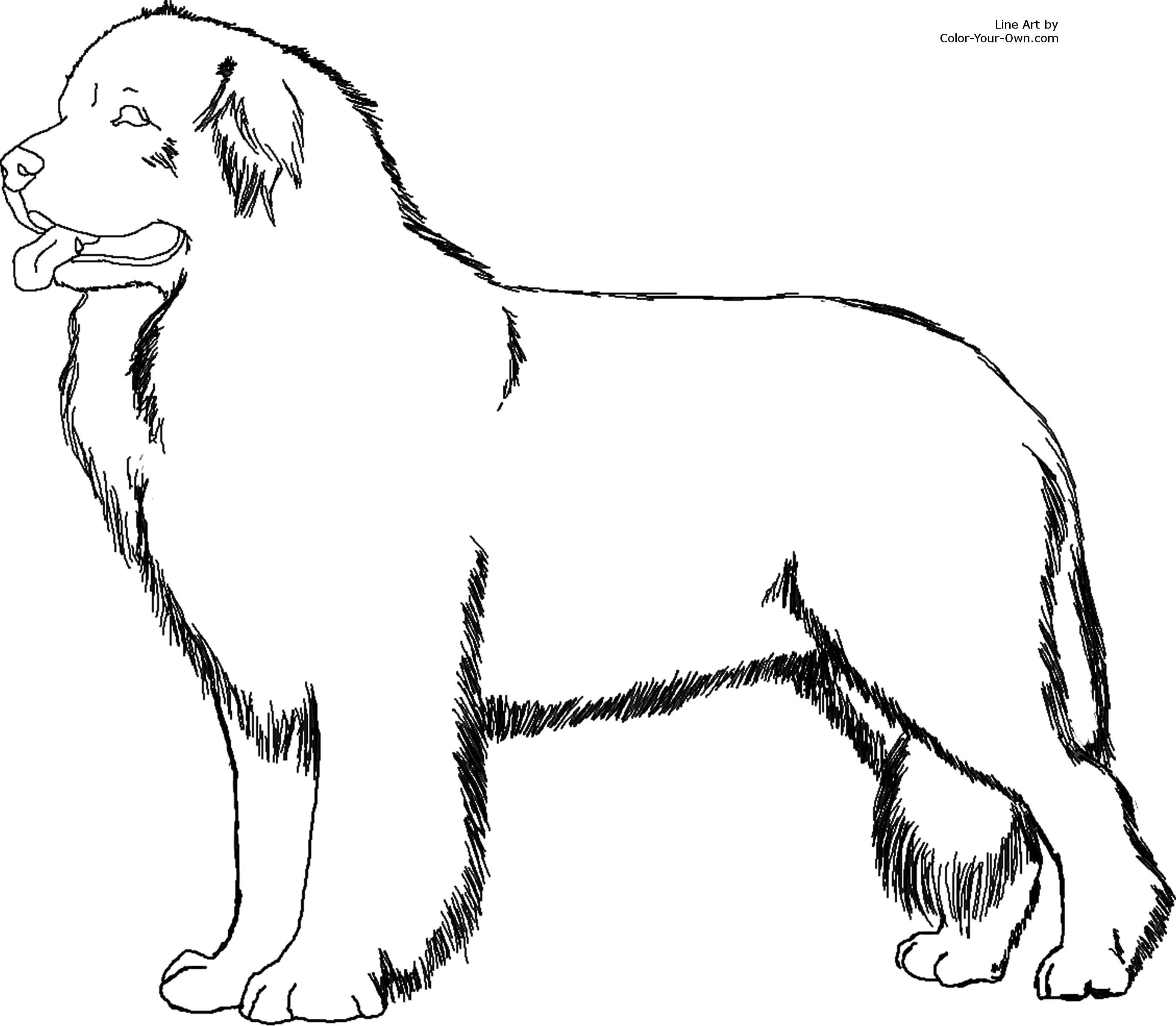 2751x2400 Newfoundland Dog Coloring Page