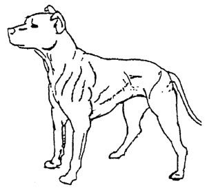 300x276 Best Dog Outline Ideas Dog Template, Templates