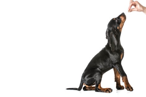 470x313 Pet Treats From Craft Beer Grain