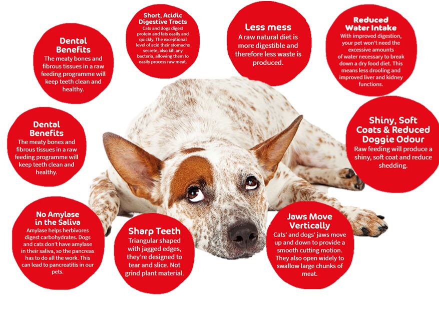 877x620 Raw Meaty Bones The Healthy Dog Blog