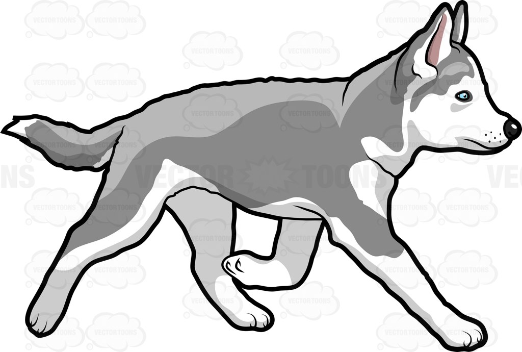 1024x690 Siberian Husky Dog Clipart, Explore Pictures