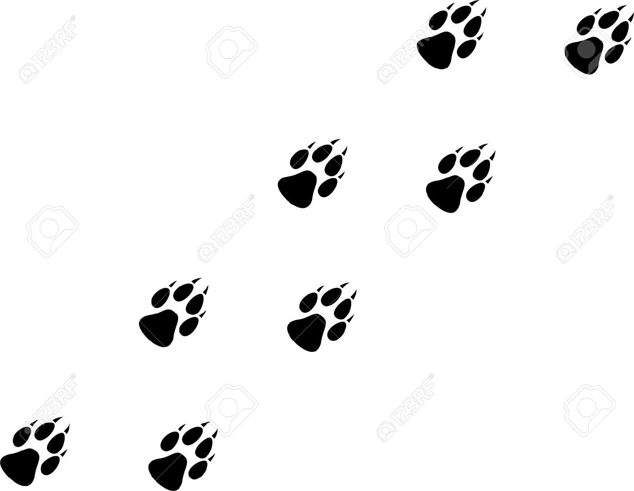 1300x1006 Images Wolf Paw Print Trail