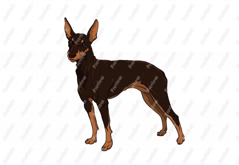 800x553 Realistic German Pinscher Dog Character Clip Art