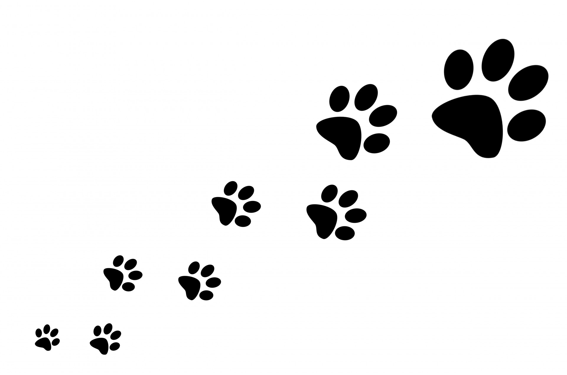 1920x1271 Paw Prints Canine Karma
