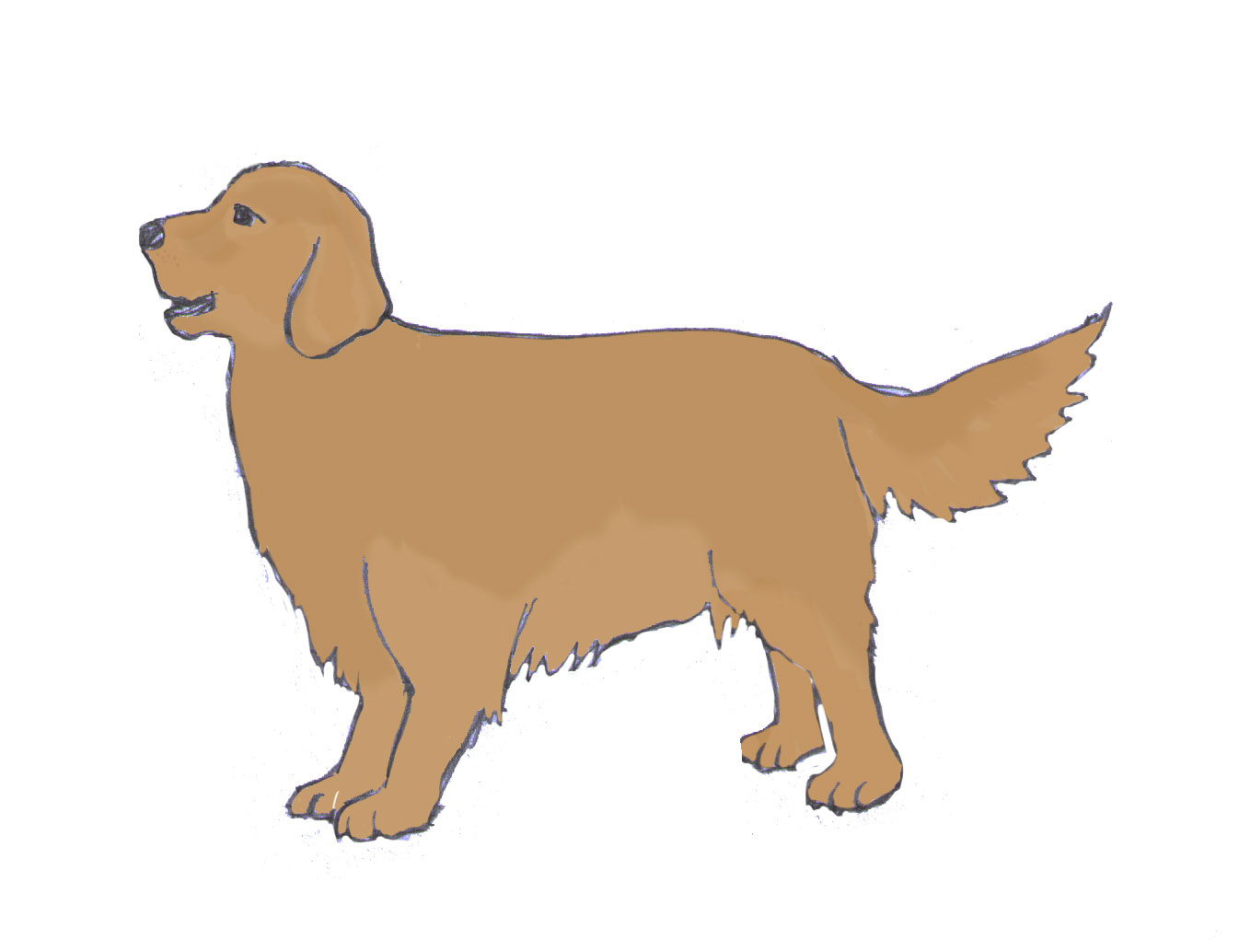1346x1034 How To Draw A Dog