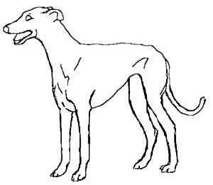 300x261 Greyhound Standing Outline Clip Art Download