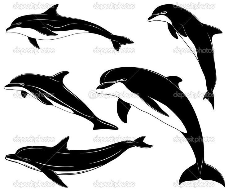 736x613 27 Best Images Dolphins, Drawing And Fish