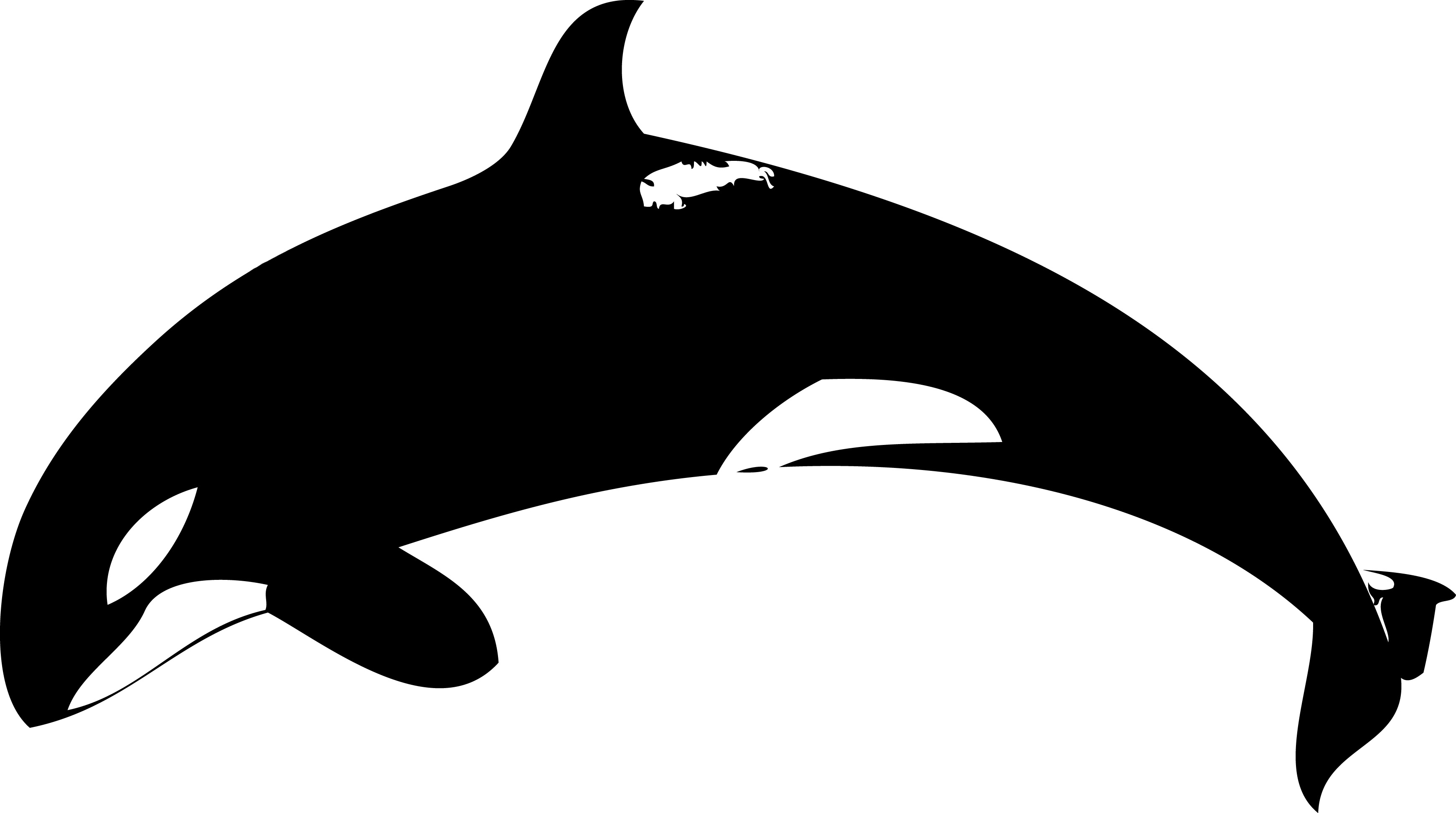 3485x1946 Top 91 Orca Clip Art