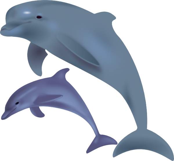 600x556 Best Dolphin Clipart