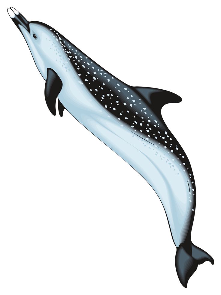 Dolphin Clipart Free