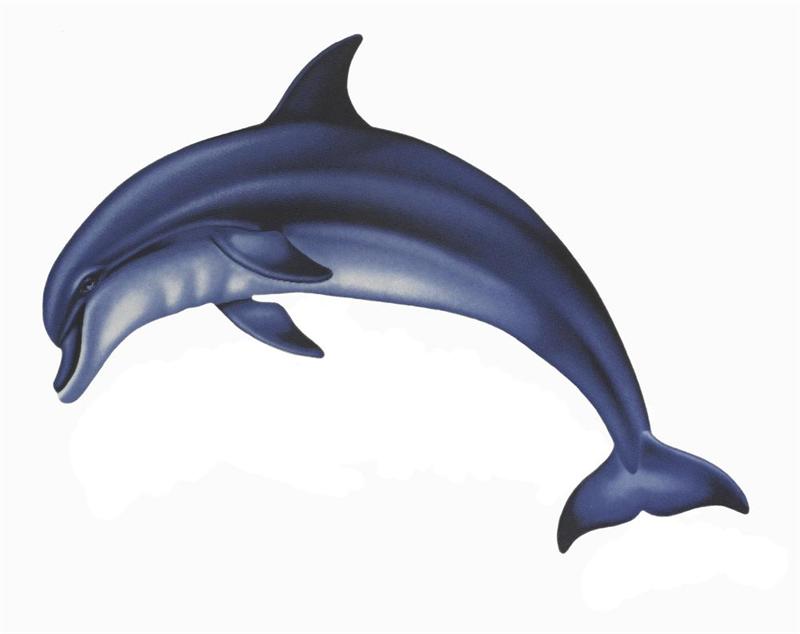800x634 Bottlenose Dolphin Clipart Cartoon