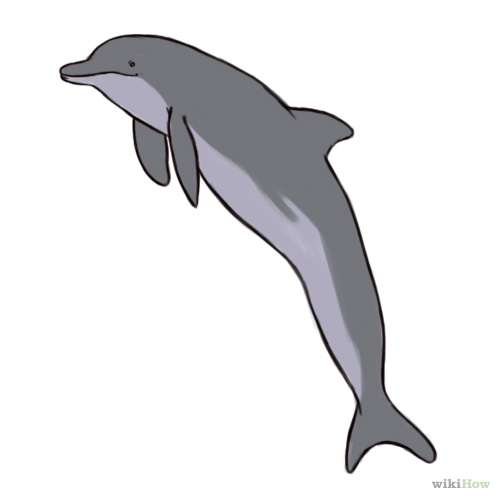 500x500 Dolphin Clipart Bottlenose Dolphin