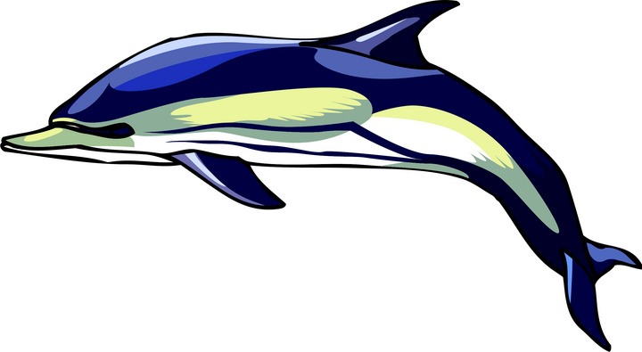 720x395 Bottlenose Dolphin Clipart Cute