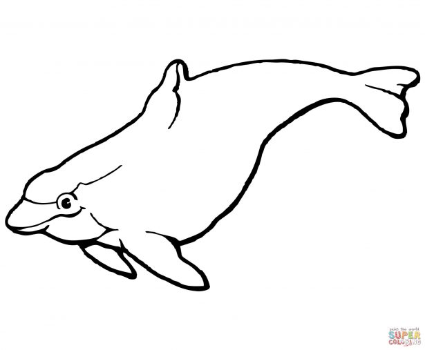 615x507 Animal Panda Coloring Pages Penguin Coloring Pages Dolphin