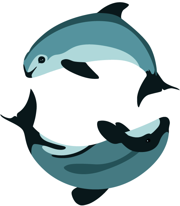 593x679 Dolphins Clipart Vaquita
