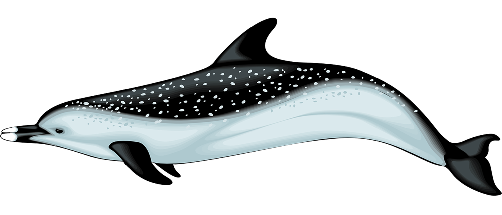 1000x430 Search Results Search Results For Dolphin Pictures Graphics