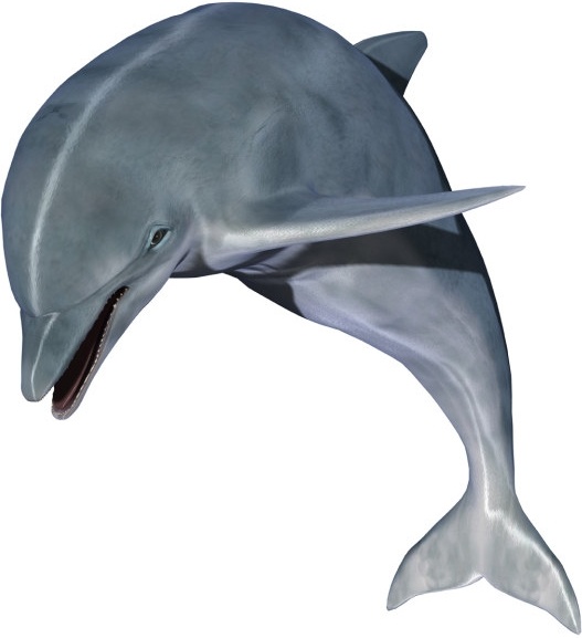 527x577 Dolphin Images Free Stock Photos Download (48 Free Stock Photos