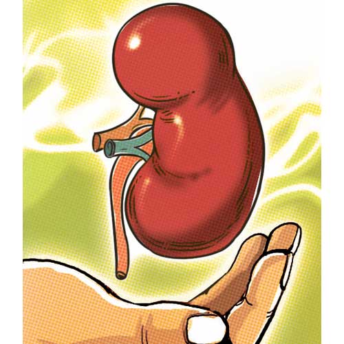 500x500 Donate A Kidney Clip Art Cliparts