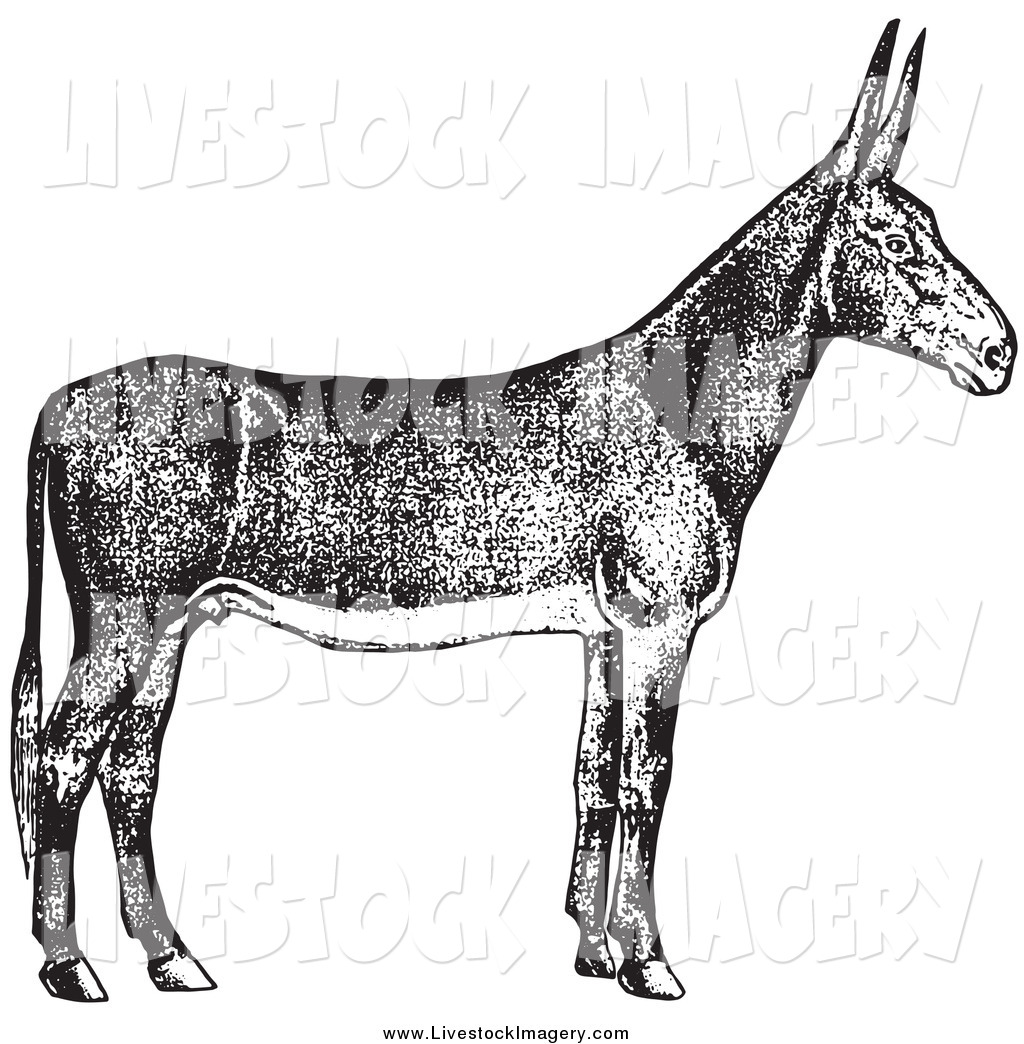1024x1044 Royalty Free Black And White Stock Livestock Designs