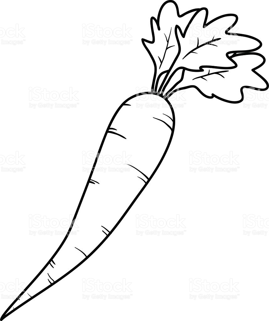 857x1024 Carrot Clipart White Radish