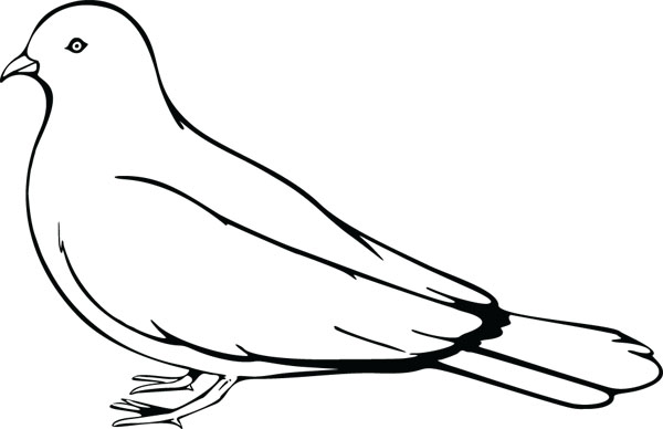 600x388 Mourning Dove Clipart Graphic