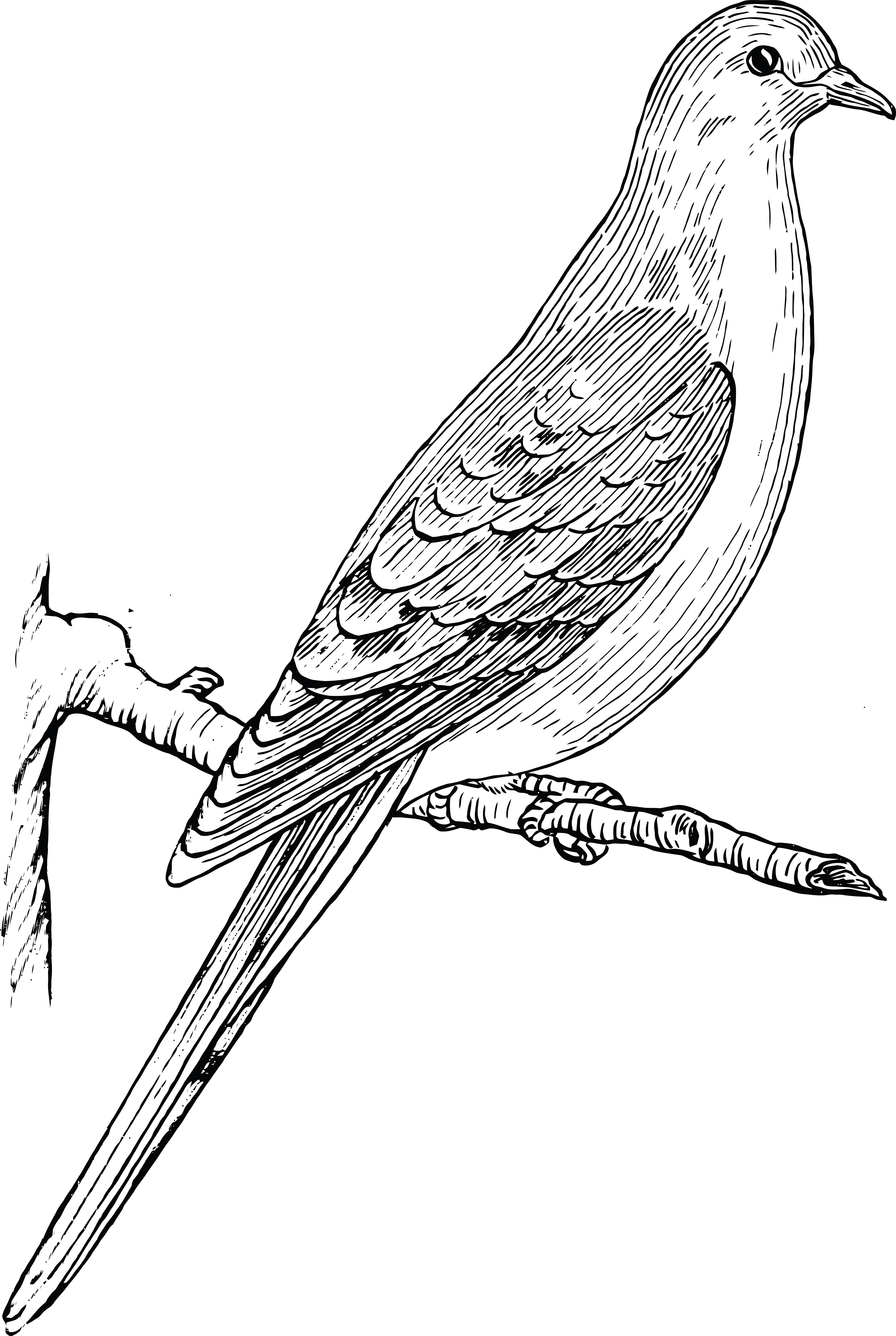 4000x5965 Clipart Of A Dove Or Pigeon