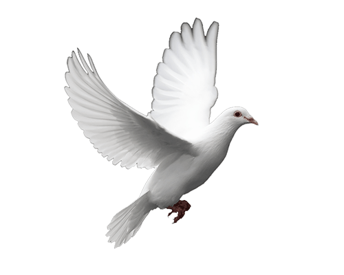 500x400 Dove Sticker For Ios Amp Android Giphy