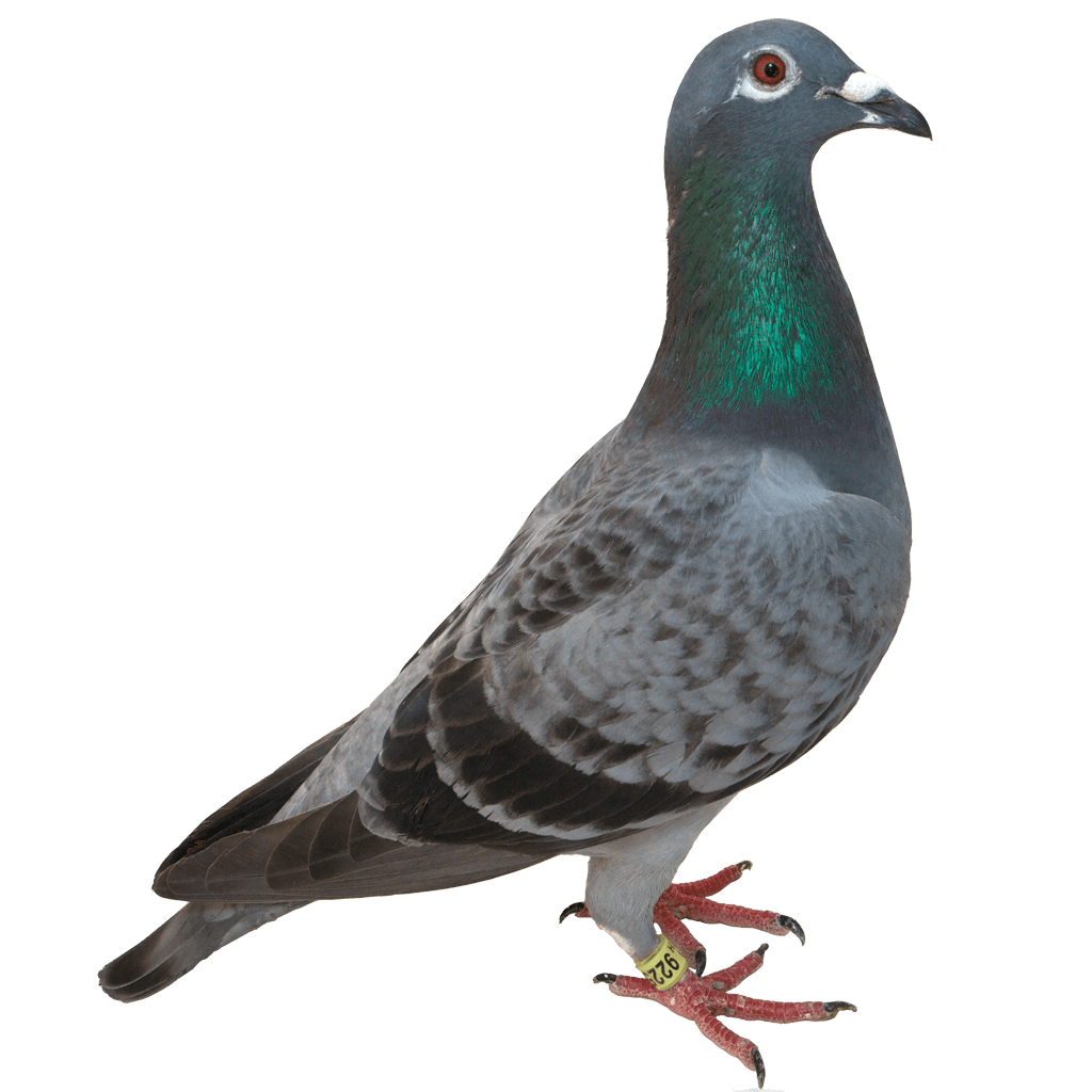 1024x1024 Flying Dove Transparent Png