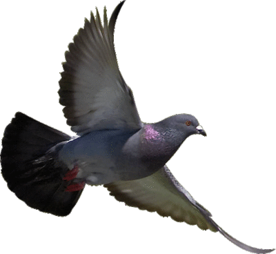 400x368 Pidgeons Clipart Transparent