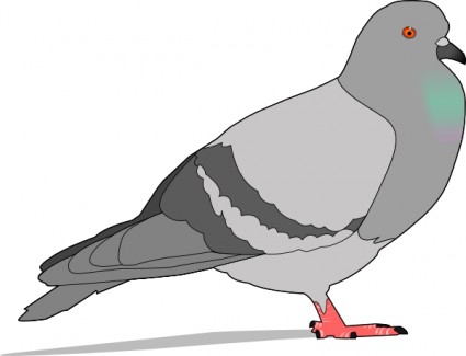 425x325 Wood Pigeon Ring Dove Clip Art Download