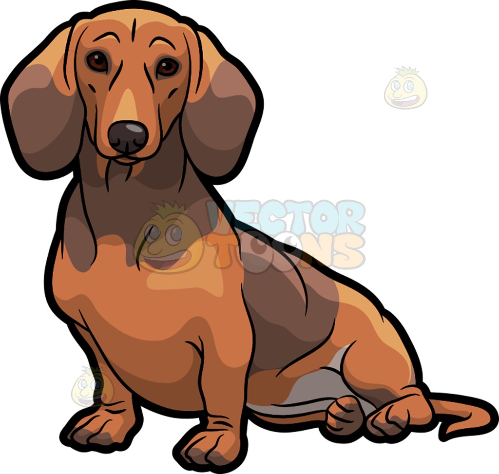 1024x973 An Adorable Dachshund Dog Sitting Down Dachshund Dog, Dachshunds
