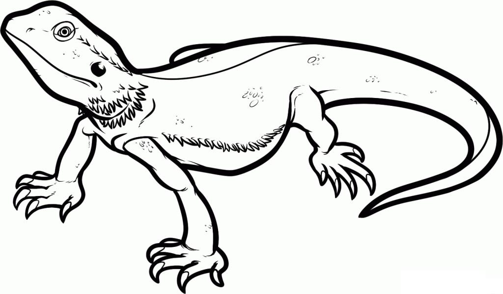 1024x600 Top 91 Bearded Dragon Clip Art
