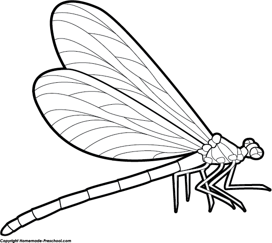 559x499 Free Dragonfly Clipart 3