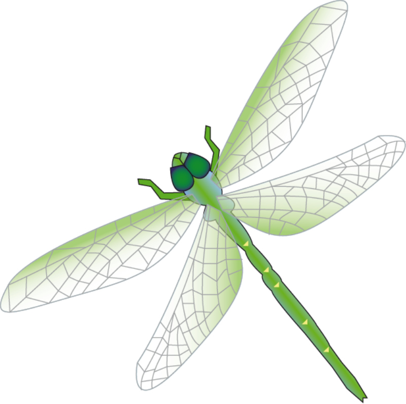 800x796 Rainbow Clipart Dragonfly