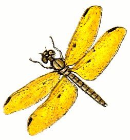 253x273 The Best Dragonfly Clipart Ideas Dragonfly