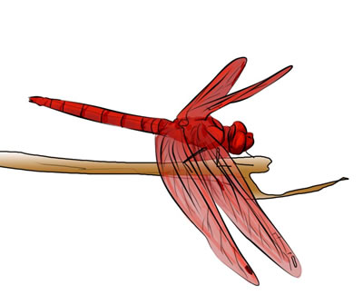 400x325 50 Free Dragonfly Clip Art 6