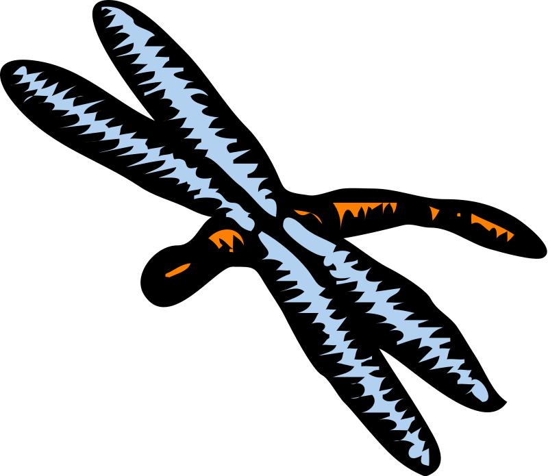 800x695 Dragonfly Graphic