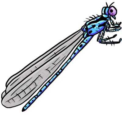 400x400 25 Free Dragonfly Clip Art Drawings And Colorful Images
