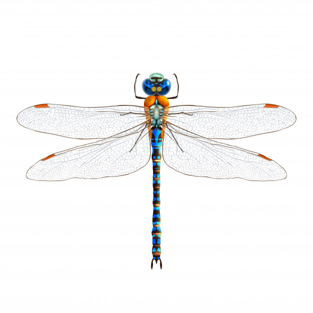 626x626 Dragonfly Vectors, Photos And Psd Files Free Download