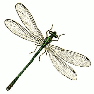 321x323 Dragonfly Free Dragonflies Clipart Free Clipart Graphics Images 2
