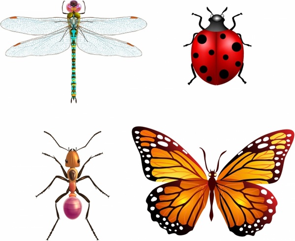 600x490 Insects Set With Ladybug Dragonfly Free Vector In Adobe