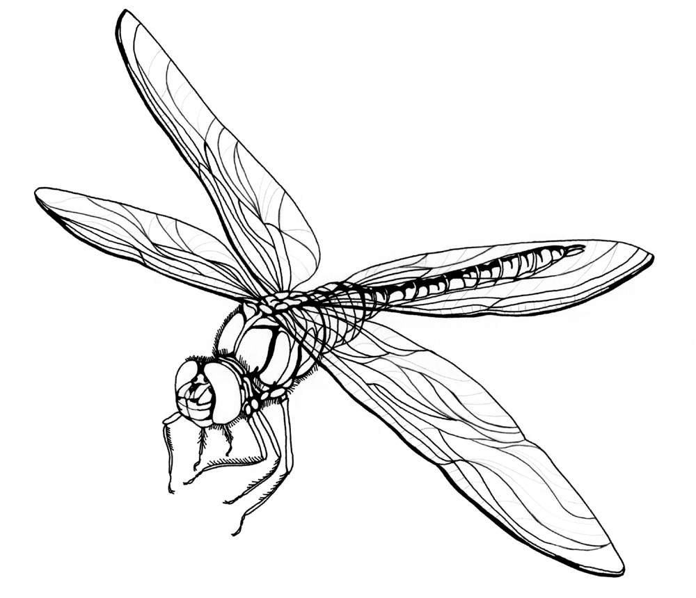1000x860 Realistic Clipart Dragonfly