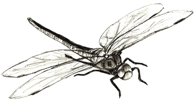 400x211 Drawn Dragonfly Realistic