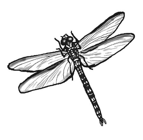 Dragonfly Outline | Free download on ClipArtMag