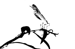 300x197 Black And White Dragonfly Art