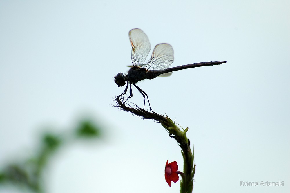 1000x665 Silhouette Of A Dragonfly By Donna Adamski Redbubble