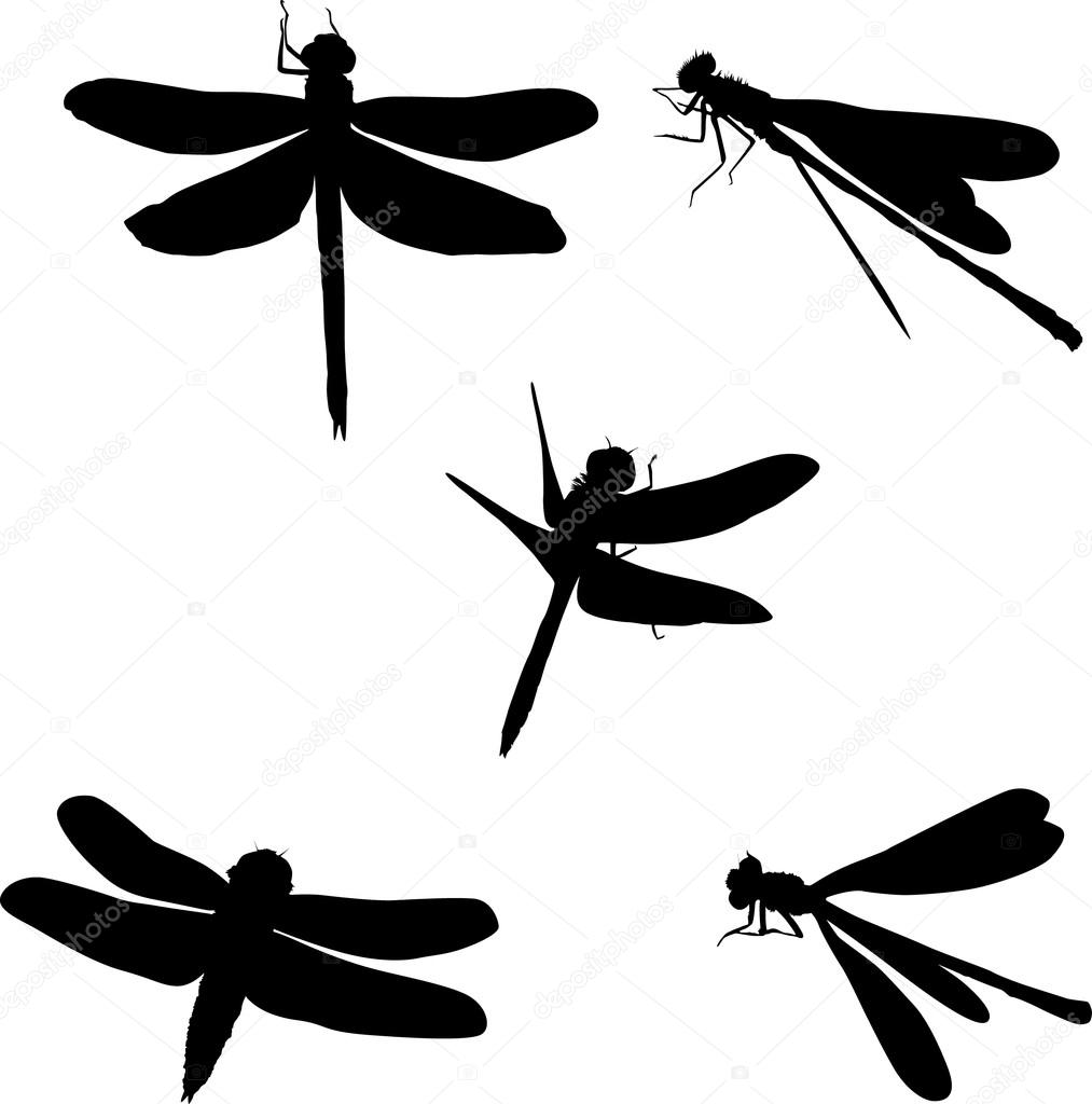 1013x1024 Five Dragonfly Silhouettes Stock Vector Dr.pas