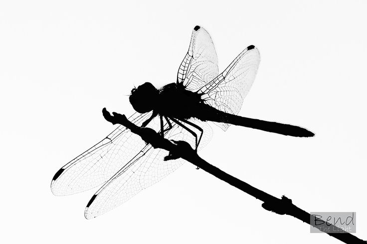 736x491 Graphics For Dragonfly Silhouette Graphics